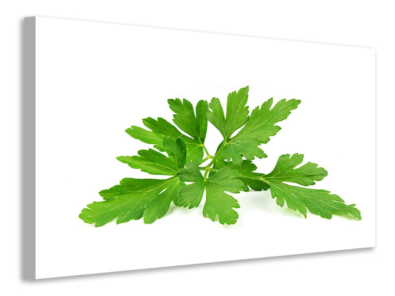 Ljuddämpande tavla - leaves of parsley