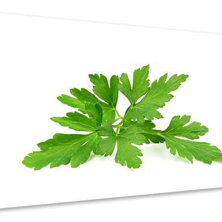 Ljuddämpande tavla - leaves of parsley