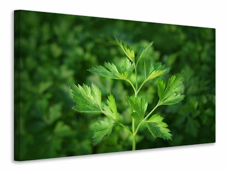 Ljuddämpande tavla - fresh parsley