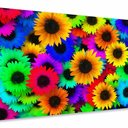 Ljuddämpande tavla - colorful sunflowers