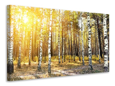 Ljuddämpande tavla - birch forest