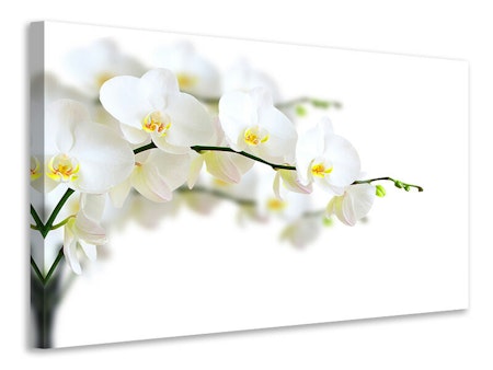 Ljuddämpande tavla - white orchids