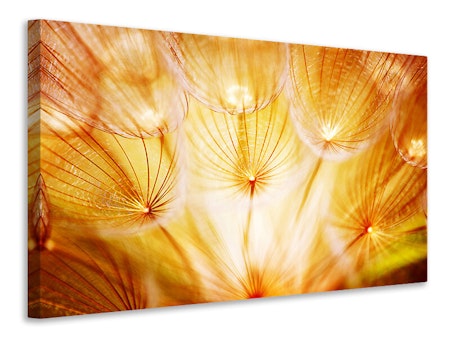 Ljuddämpande tavla - close up dandelion in light