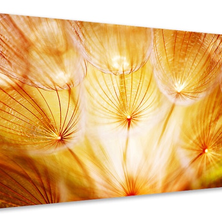 Ljuddämpande tavla - close up dandelion in light