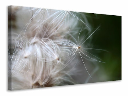Ljuddämpande tavla - close up flowers fibers