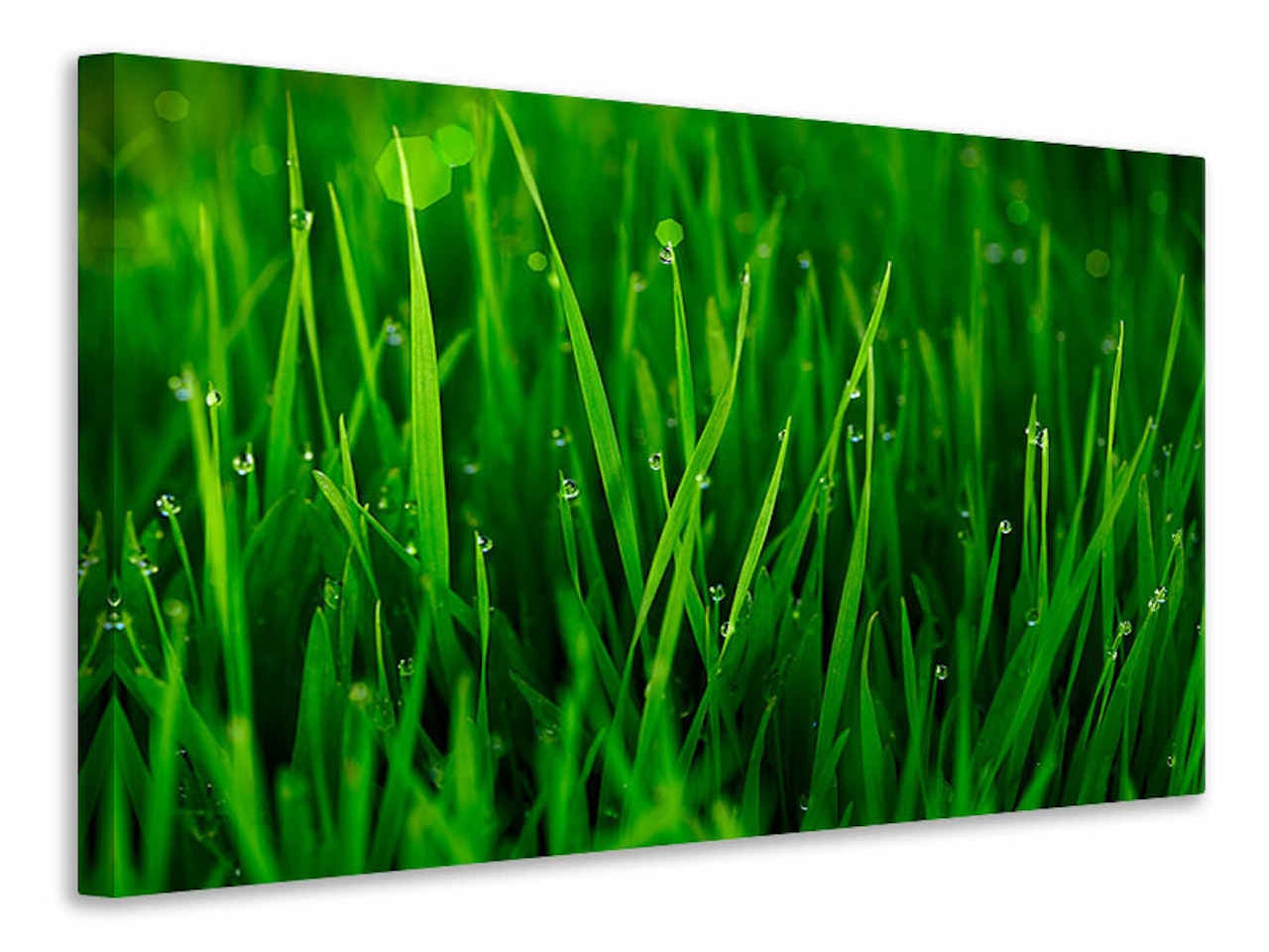 Ljuddämpande tavla - grass with morning dew