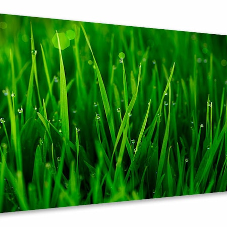Ljuddämpande tavla - grass with morning dew