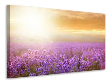 Ljuddämpande tavla - sunset in lavender field