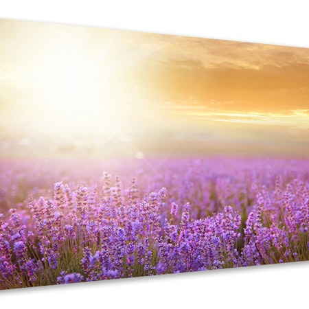 Ljuddämpande tavla - sunset in lavender field