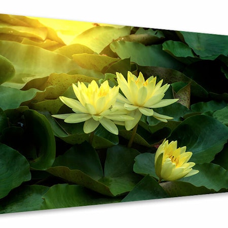 Ljuddämpande tavla - wild lotus