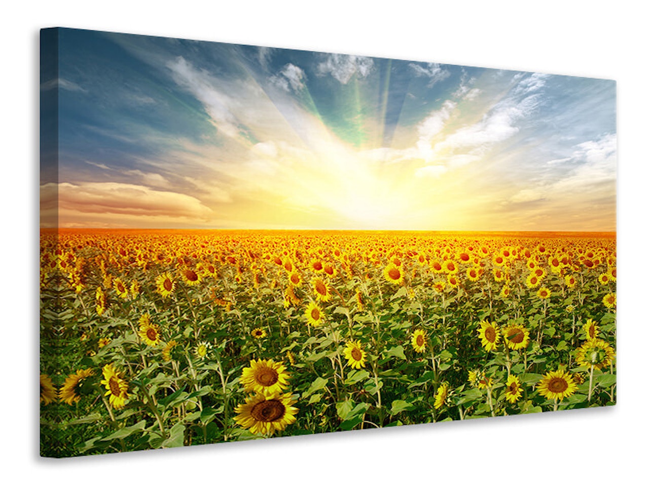 Ljuddämpande tavla - a field full of sunflowers