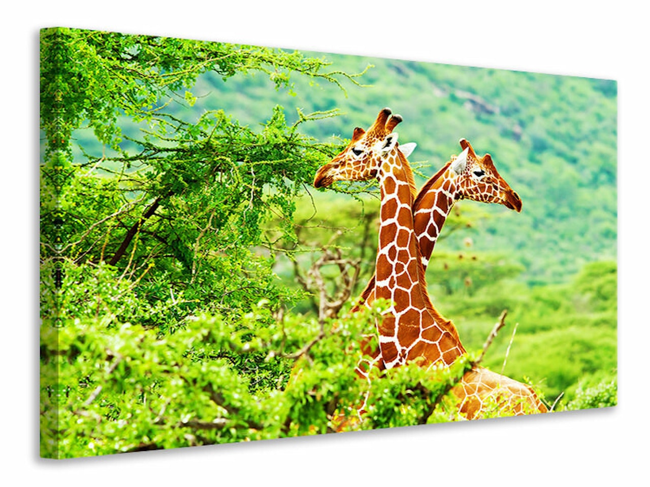 Ljuddämpande tavla - giraffes love