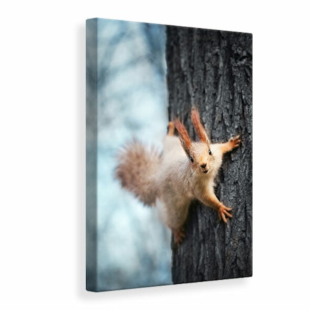 Ljuddämpande tavla - the squirrel