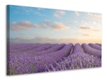 Ljuddämpande tavla - the blooming lavender field