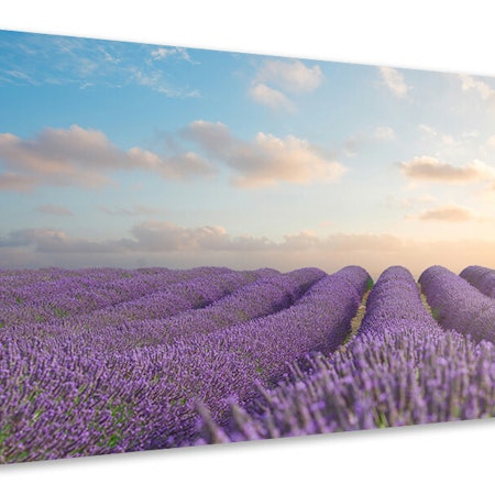 Ljuddämpande tavla - the blooming lavender field