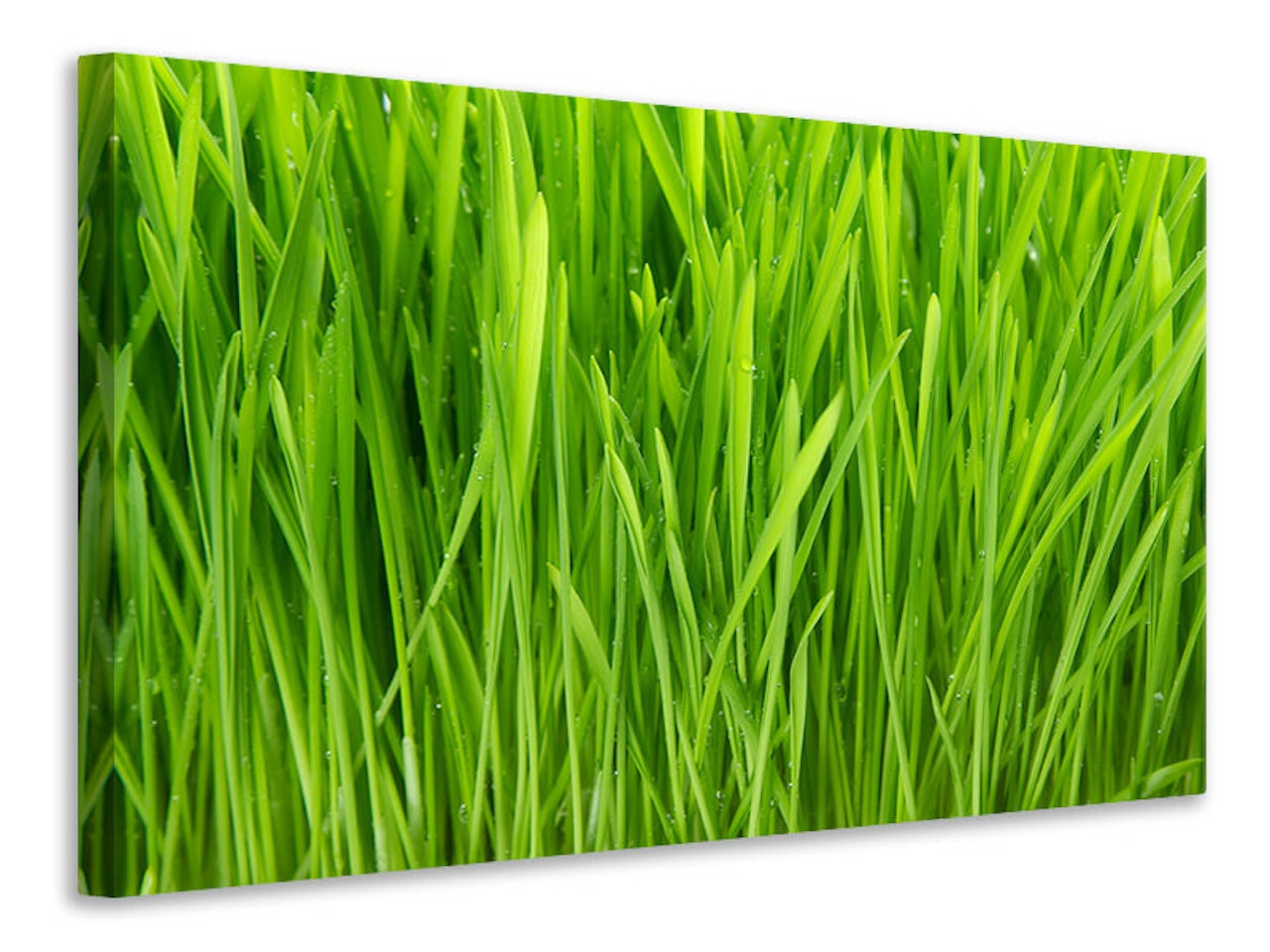 Ljuddämpande tavla - grass in morning dew