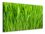 Ljuddämpande tavla - grass in morning dew