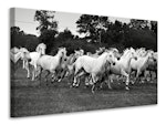 Ljuddämpande tavla - the mustang herd