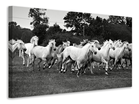 Ljuddämpande tavla - the mustang herd
