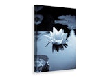 Ljuddämpande tavla - black and white photograph waterlily