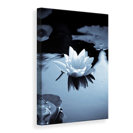 Ljuddämpande tavla - black and white photograph waterlily