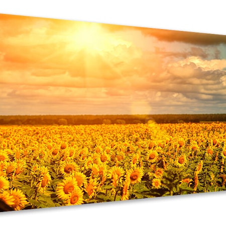 Ljuddämpande tavla - golden light sunflower