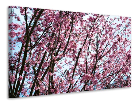 Ljuddämpande tavla - japanese cherry blossom
