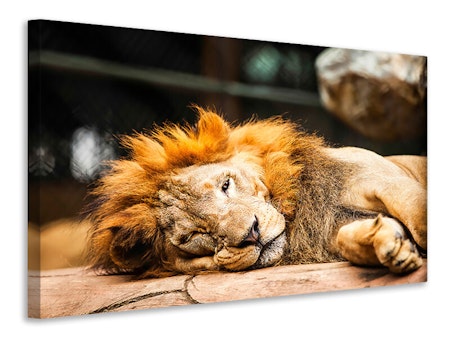 Ljuddämpande tavla - relaxed lion