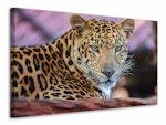 Ljuddämpande tavla - leopard