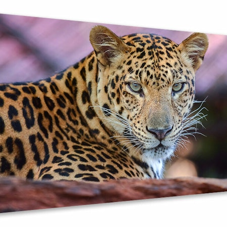 Ljuddämpande tavla - leopard