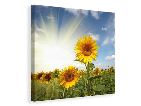 Ljuddämpande tavla - sunflower in sunlight