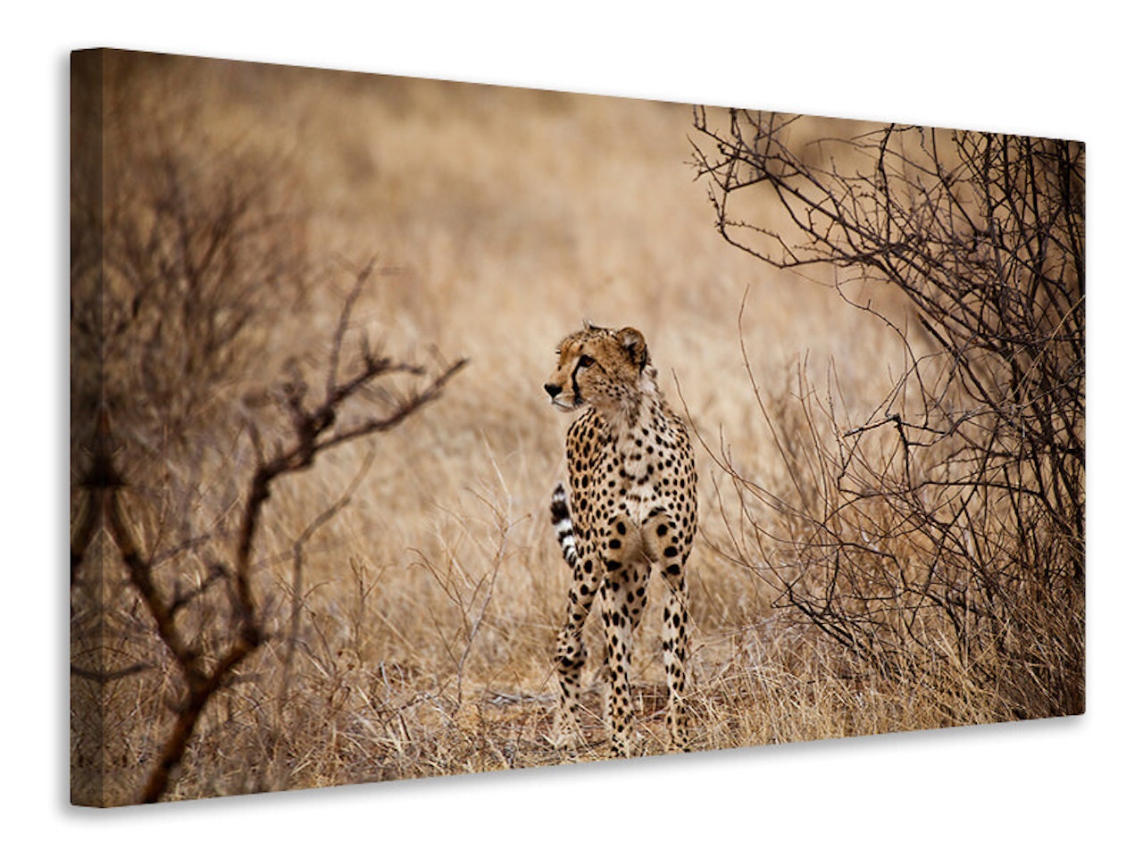 Ljuddämpande tavla - elegant cheetah