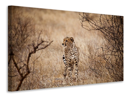 Ljuddämpande tavla - elegant cheetah