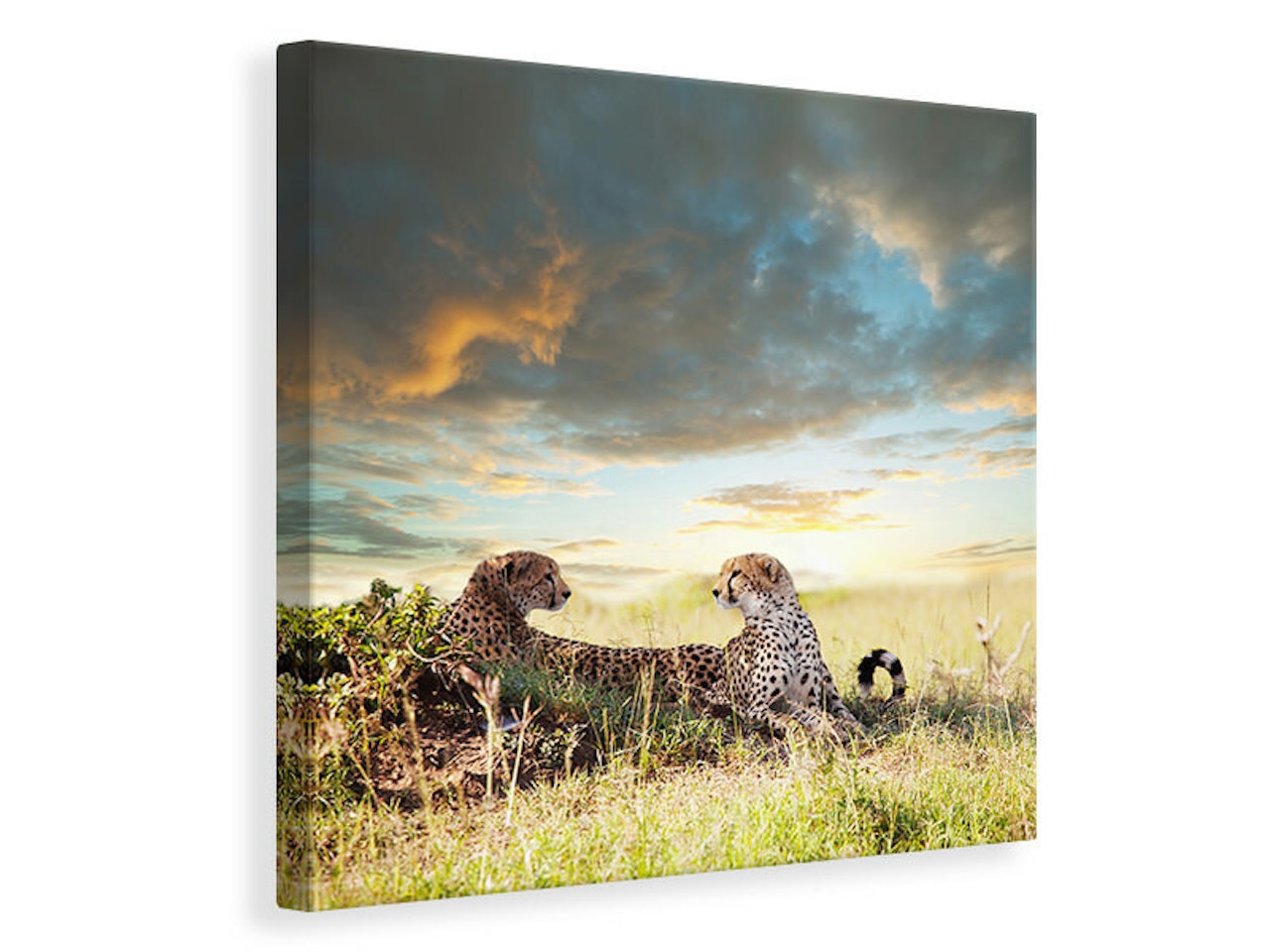 Ljuddämpande tavla - cheetahs