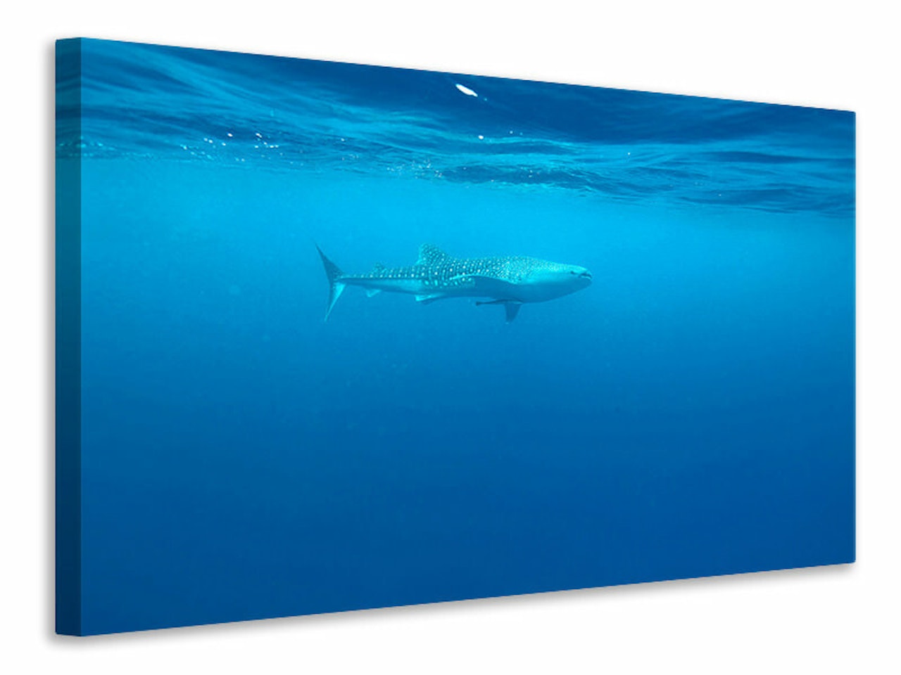 Ljuddämpande tavla - the whale shark