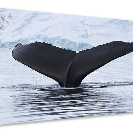 Ljuddämpande tavla - the humpback whale