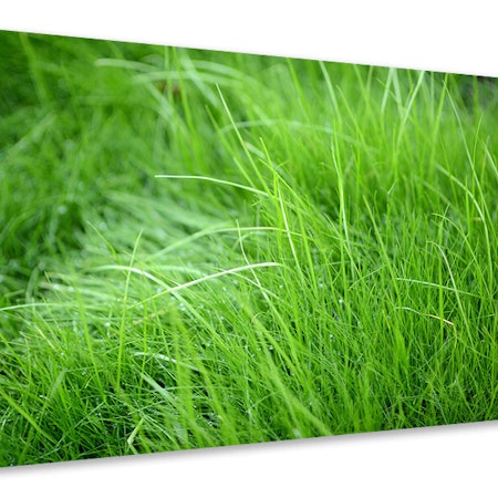 Ljuddämpande tavla - blades of grass