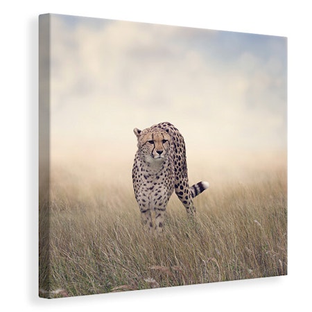 Ljuddämpande tavla - the cheetah