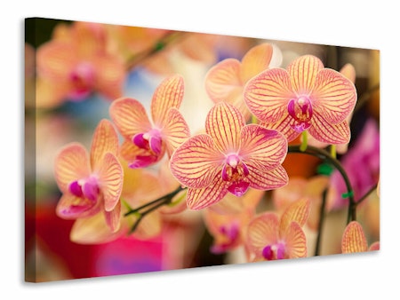 Ljuddämpande tavla - exotic orchids