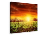 Ljuddämpande tavla - the vineyard at sunset