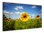 Ljuddämpande tavla - summer sunflowers