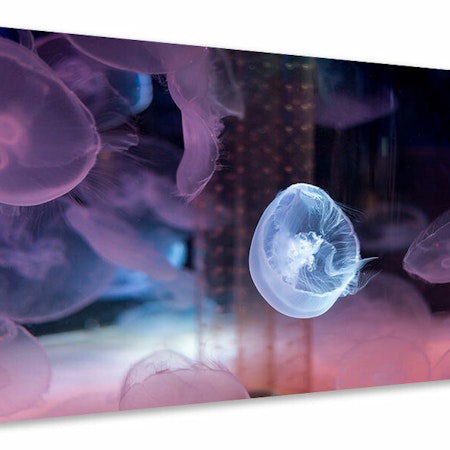 Ljuddämpande tavla - the beauty of jellyfish