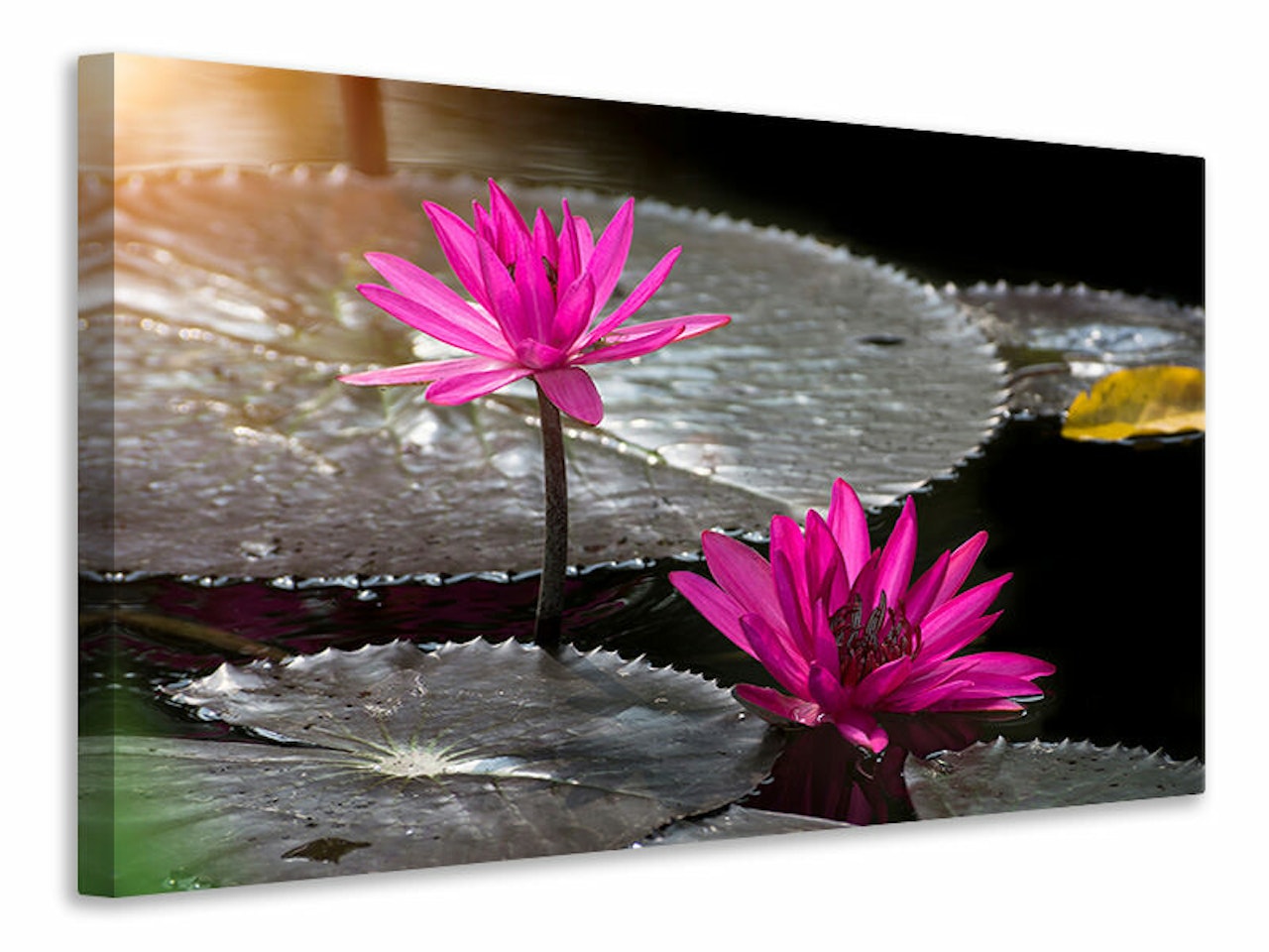 Ljuddämpande tavla - water lily in the morning dew