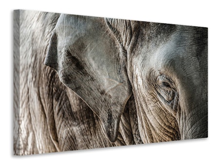 Ljuddämpande tavla - close up elephant