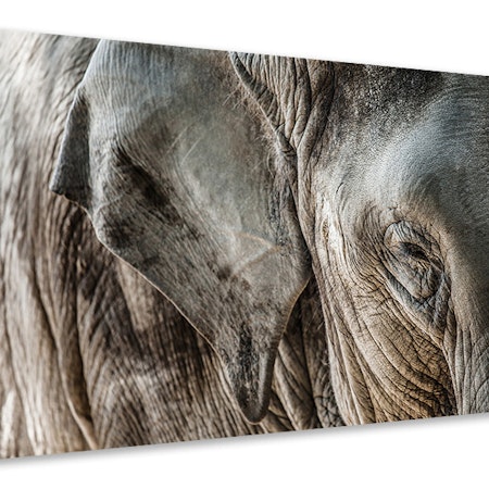 Ljuddämpande tavla - close up elephant