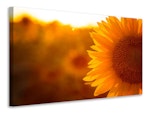 Ljuddämpande tavla - macro sunflower