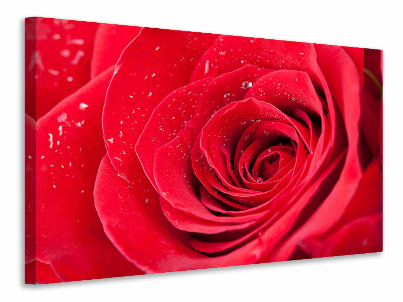 Ljuddämpande tavla - red rose in morning dew