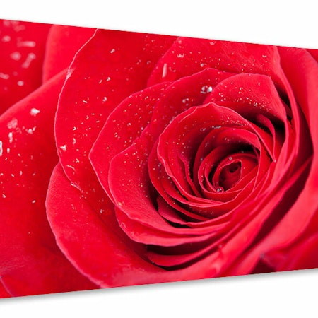 Ljuddämpande tavla - red rose in morning dew