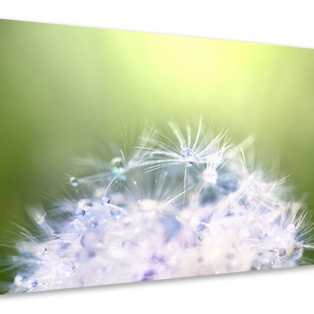 Ljuddämpande tavla - dandelion xl in morning dew