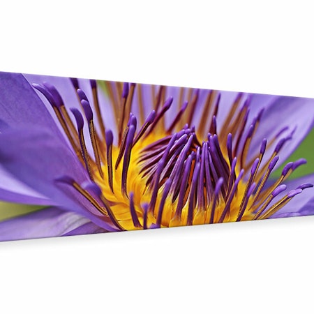 Ljuddämpande tavla - xxl water lily in purple